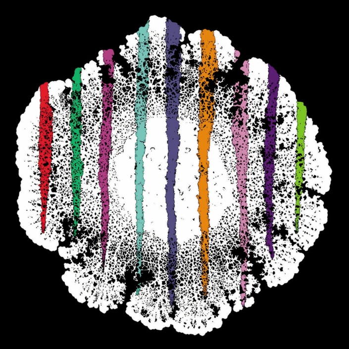 BOROZEE-Jean-Pierre14