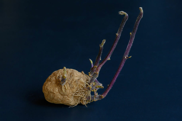 GIOVANNANGELI-Jean-Pierre-07